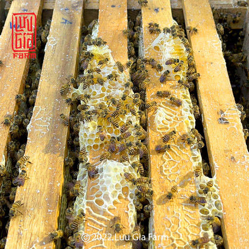 phân biệt mật ong thật chính xác nhất