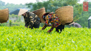 Lưu-Gia-Farm