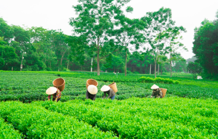 Lưu Gia Farm tại Thái Nguyên Thái Nguyên