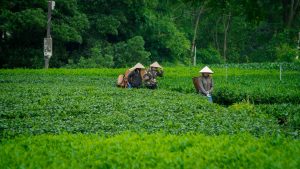 Trà thái nguyên Lưu Gia Farm