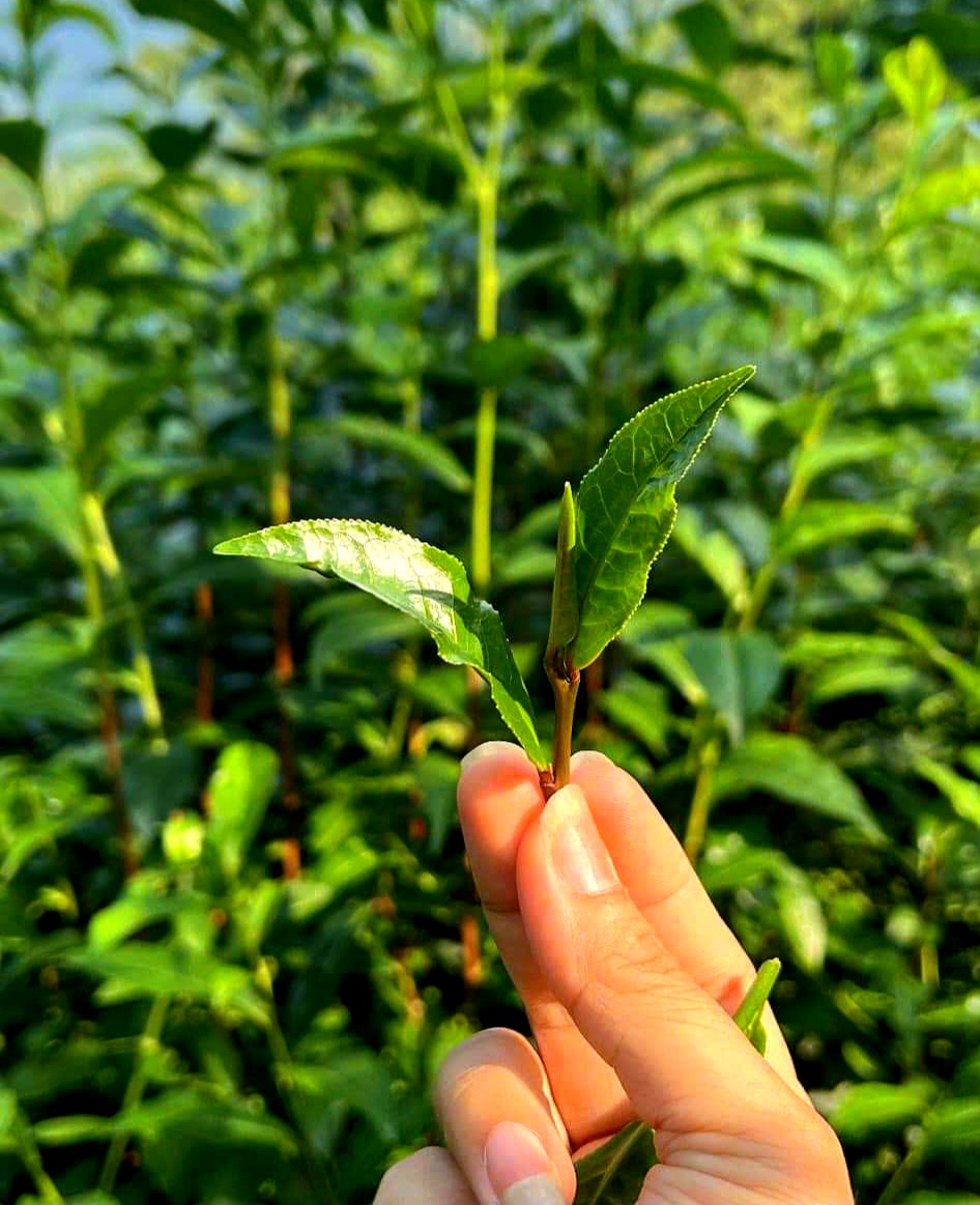 trà hạt cổ